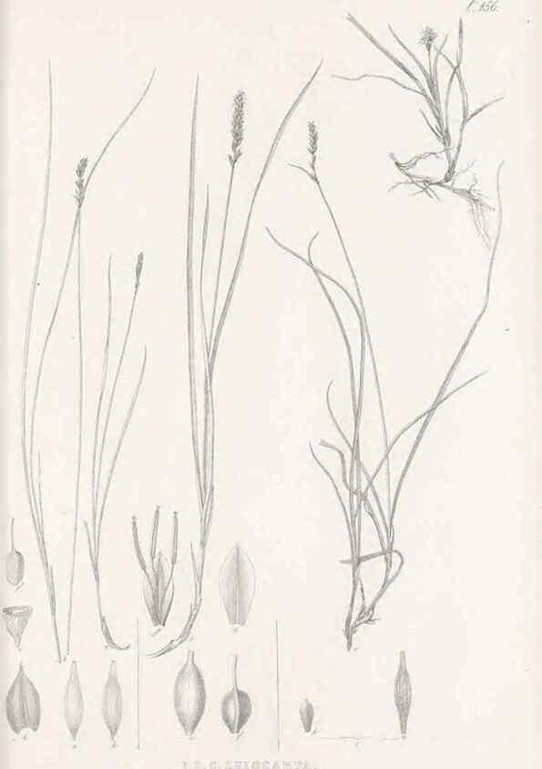 Reproducción/Reproduction 48683506162: Illustrations of the genus Carex. London :William Pamplin,1858-1867.. 