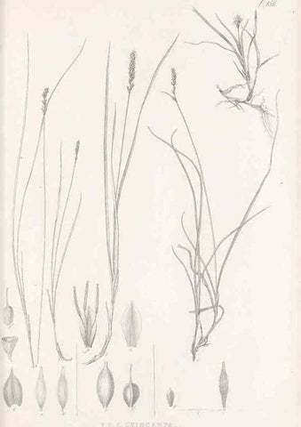 Reproducción/Reproduction 48683506162: Illustrations of the genus Carex. London :William Pamplin,1858-1867.. 