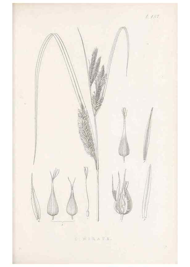 Reproducción/Reproduction 48683506527: Illustrations of the genus Carex. London :William Pamplin,1858-1867.. 