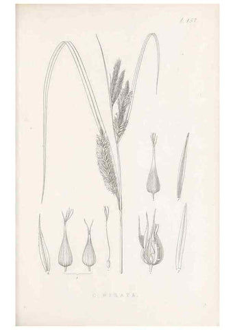 Reproducción/Reproduction 48683506527: Illustrations of the genus Carex. London :William Pamplin,1858-1867.. 