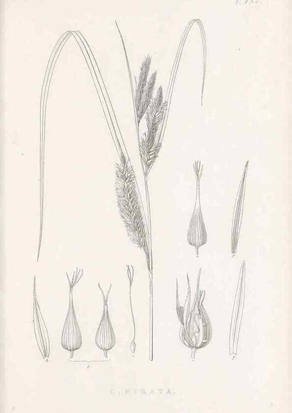 Reproducción/Reproduction 48683506527: Illustrations of the genus Carex. London :William Pamplin,1858-1867.. 