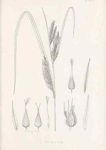 Reproducción/Reproduction 48683506527: Illustrations of the genus Carex. London :William Pamplin,1858-1867.. 