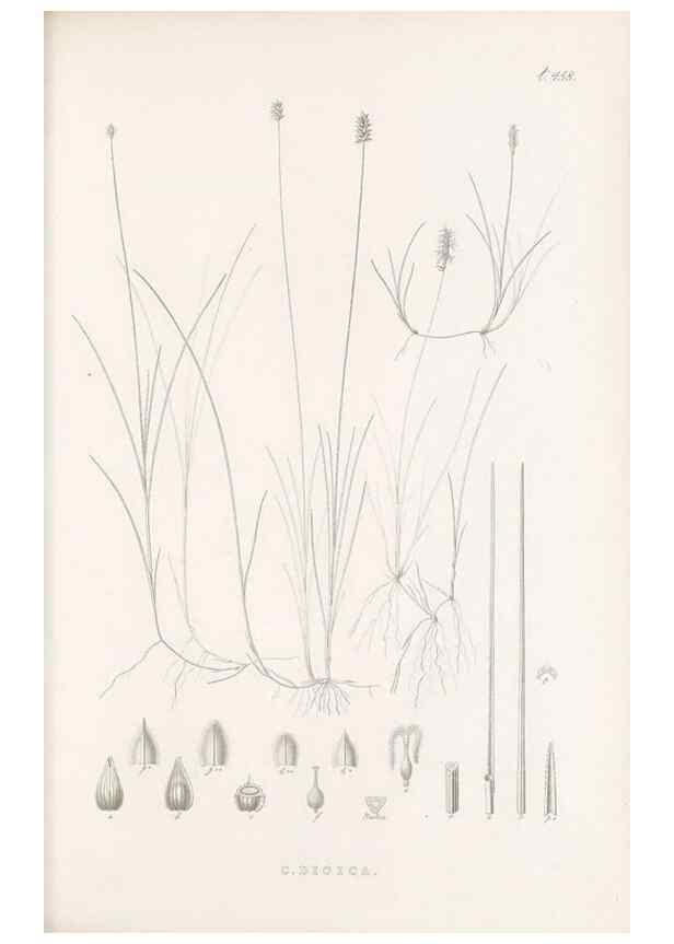 Reproducción/Reproduction 48683506917: Illustrations of the genus Carex. London :William Pamplin,1858-1867.. 
