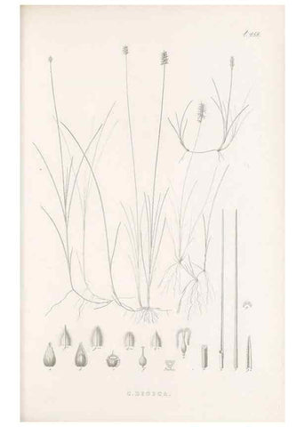 Reproducción/Reproduction 48683506917: Illustrations of the genus Carex. London :William Pamplin,1858-1867.. 