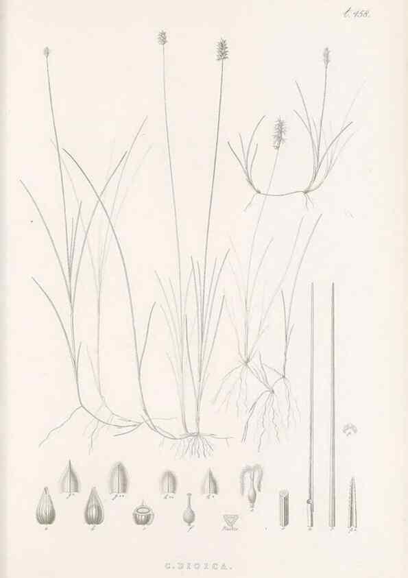 Reproducción/Reproduction 48683506917: Illustrations of the genus Carex. London :William Pamplin,1858-1867.. 