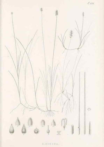 Reproducción/Reproduction 48683506917: Illustrations of the genus Carex. London :William Pamplin,1858-1867.. 