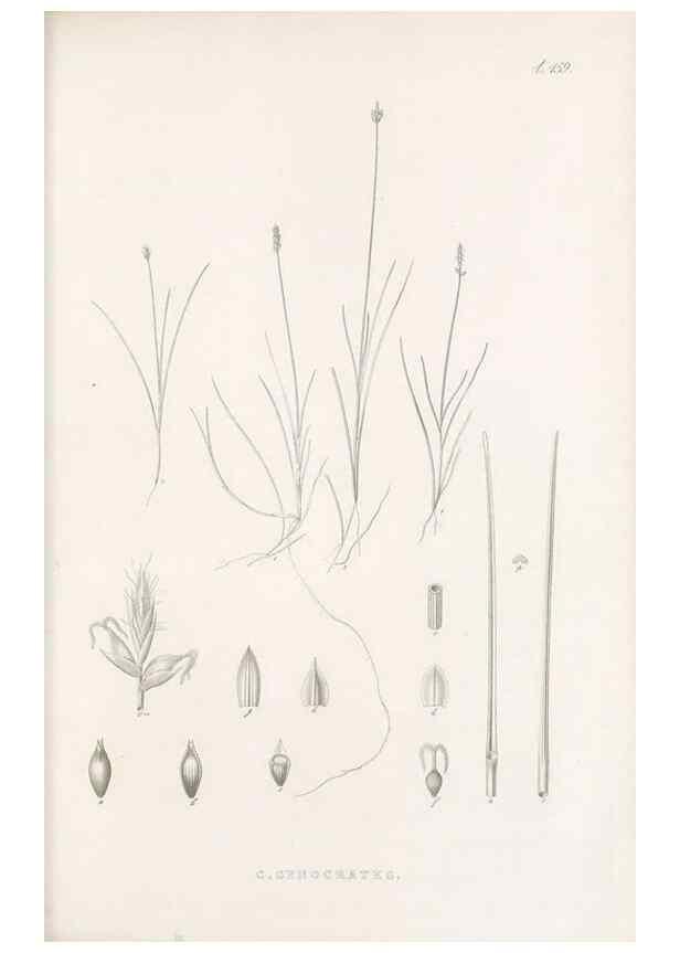 Reproducción/Reproduction 48682992843: Illustrations of the genus Carex. London :William Pamplin,1858-1867.. 