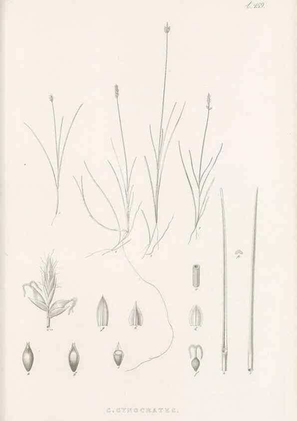 Reproducción/Reproduction 48682992843: Illustrations of the genus Carex. London :William Pamplin,1858-1867.. 
