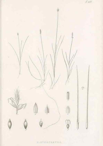 Reproducción/Reproduction 48682992843: Illustrations of the genus Carex. London :William Pamplin,1858-1867.. 