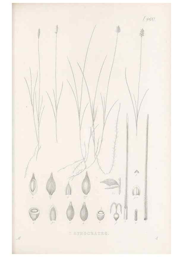 Reproducción/Reproduction 48683331731: Illustrations of the genus Carex. London :William Pamplin,1858-1867.. 