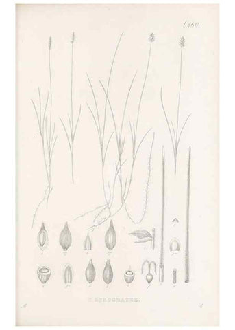 Reproducción/Reproduction 48683331731: Illustrations of the genus Carex. London :William Pamplin,1858-1867.. 