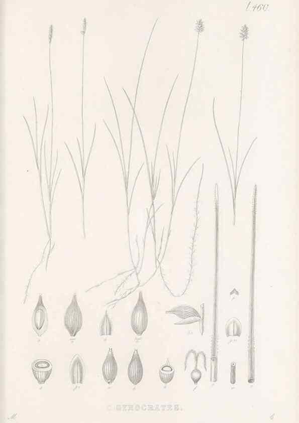 Reproducción/Reproduction 48683331731: Illustrations of the genus Carex. London :William Pamplin,1858-1867.. 