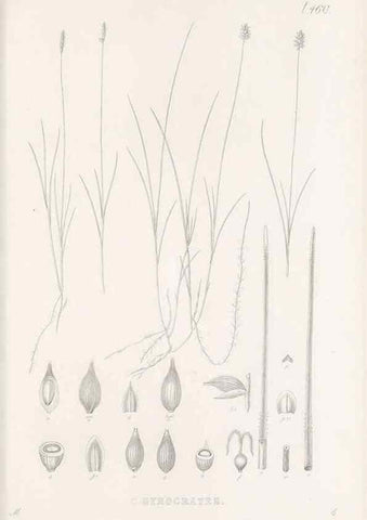 Reproducción/Reproduction 48683331731: Illustrations of the genus Carex. London :William Pamplin,1858-1867.. 