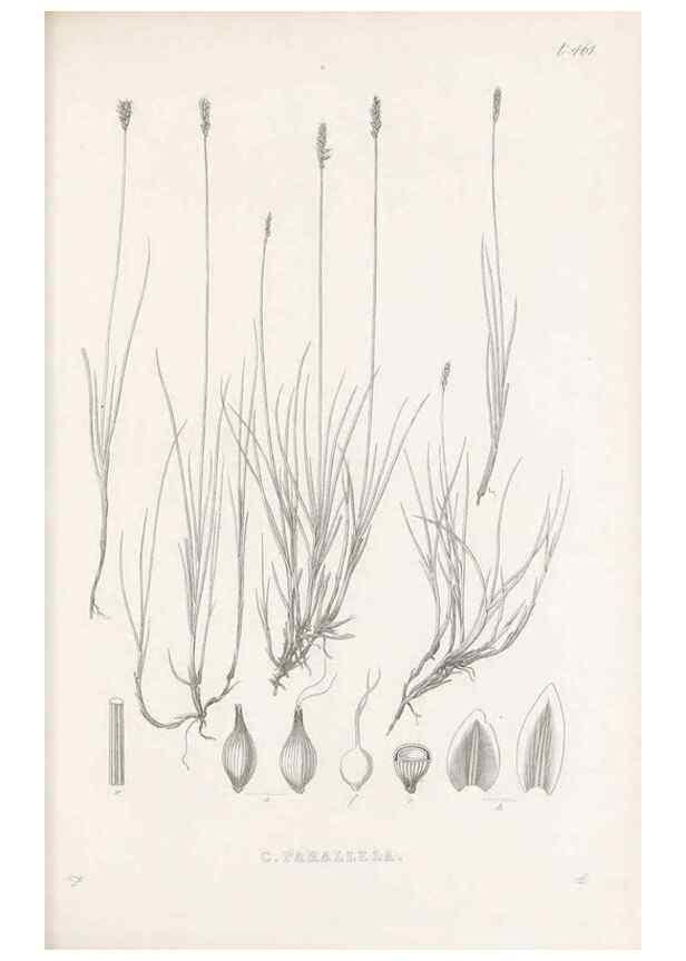 Reproducción/Reproduction 48683332111: Illustrations of the genus Carex. London :William Pamplin,1858-1867.. 