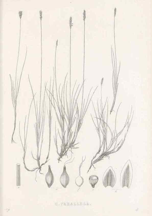 Reproducción/Reproduction 48683332111: Illustrations of the genus Carex. London :William Pamplin,1858-1867.. 