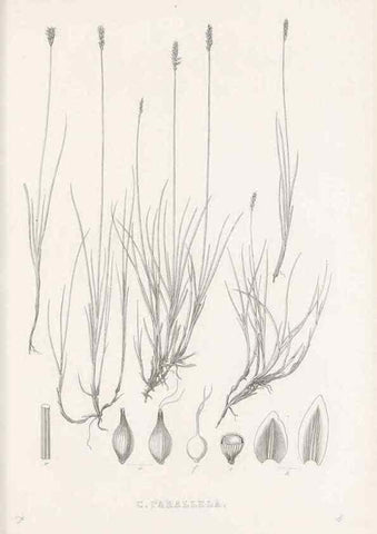 Reproducción/Reproduction 48683332111: Illustrations of the genus Carex. London :William Pamplin,1858-1867.. 