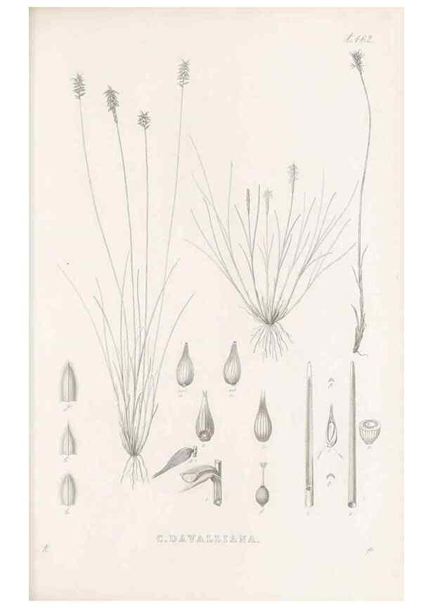 Reproducción/Reproduction 48682993888: Illustrations of the genus Carex. London :William Pamplin,1858-1867.. 