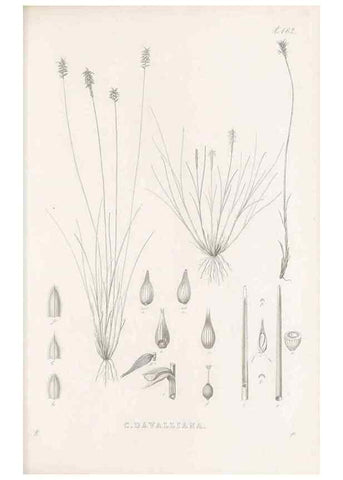 Reproducción/Reproduction 48682993888: Illustrations of the genus Carex. London :William Pamplin,1858-1867.. 