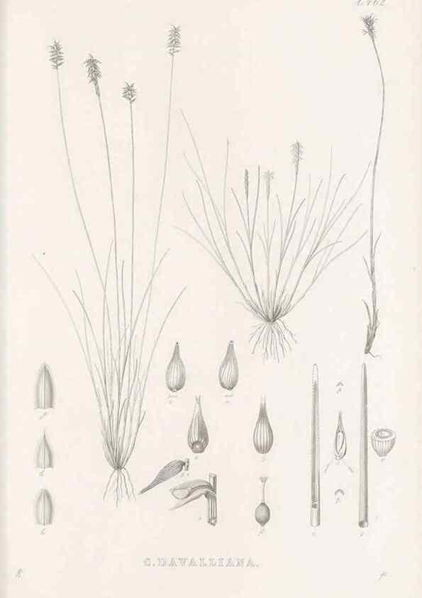 Reproducción/Reproduction 48682993888: Illustrations of the genus Carex. London :William Pamplin,1858-1867.. 