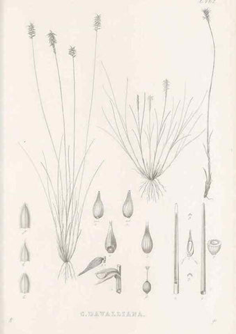 Reproducción/Reproduction 48682993888: Illustrations of the genus Carex. London :William Pamplin,1858-1867.. 