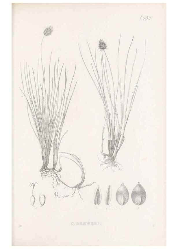 Reproducción/Reproduction 48683505872: Illustrations of the genus Carex. London :William Pamplin,1858-1867.. 