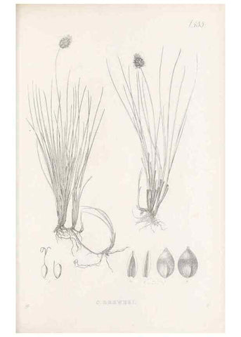 Reproducción/Reproduction 48683505872: Illustrations of the genus Carex. London :William Pamplin,1858-1867.. 