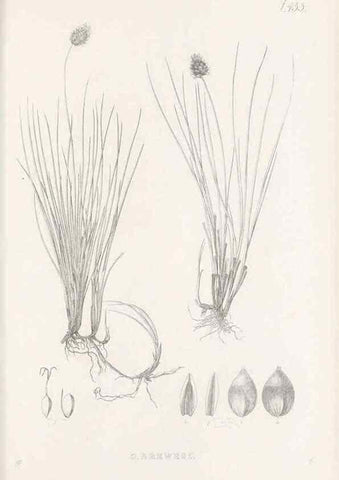 Reproducción/Reproduction 48683505872: Illustrations of the genus Carex. London :William Pamplin,1858-1867.. 