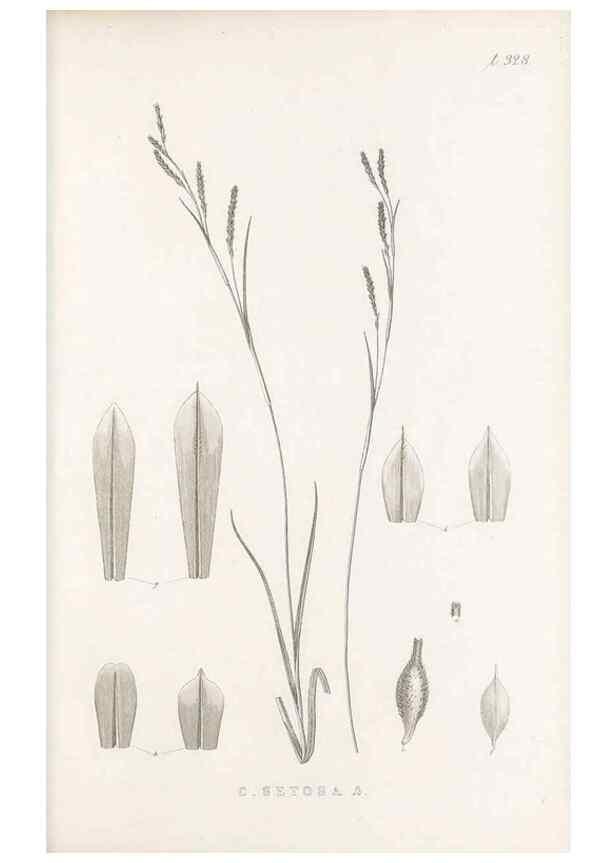 Reproducción/Reproduction 48683319182: Illustrations of the genus Carex. London :William Pamplin,1858-1867.. 