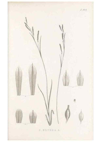 Reproducción/Reproduction 48683319182: Illustrations of the genus Carex. London :William Pamplin,1858-1867.. 
