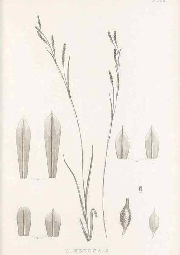 Reproducción/Reproduction 48683319182: Illustrations of the genus Carex. London :William Pamplin,1858-1867.. 
