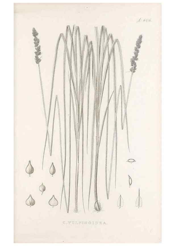 Reproducción/Reproduction 48683168686: Illustrations of the genus Carex. London :William Pamplin,1858-1867.. 