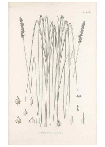 Reproducción/Reproduction 48683168686: Illustrations of the genus Carex. London :William Pamplin,1858-1867.. 