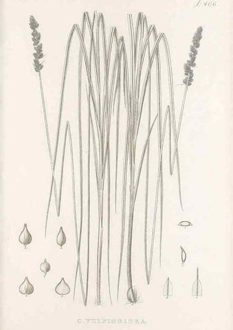 Reproducción/Reproduction 48683168686: Illustrations of the genus Carex. London :William Pamplin,1858-1867.. 