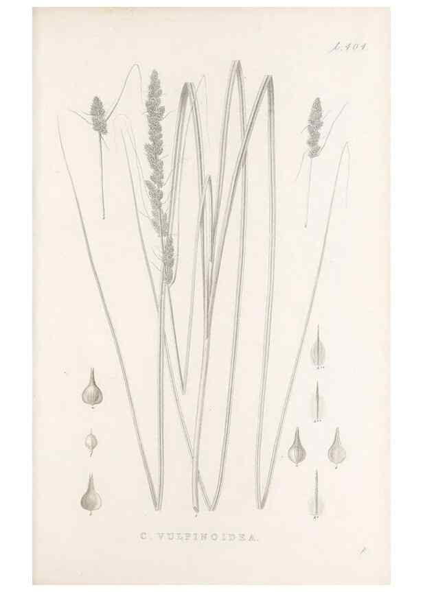 Reproducción/Reproduction 48683344147: Illustrations of the genus Carex. London :William Pamplin,1858-1867.. 