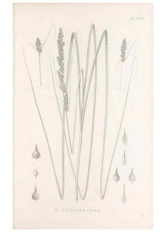 Reproducción/Reproduction 48683344147: Illustrations of the genus Carex. London :William Pamplin,1858-1867.. 