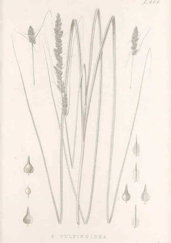 Reproducción/Reproduction 48683344147: Illustrations of the genus Carex. London :William Pamplin,1858-1867.. 