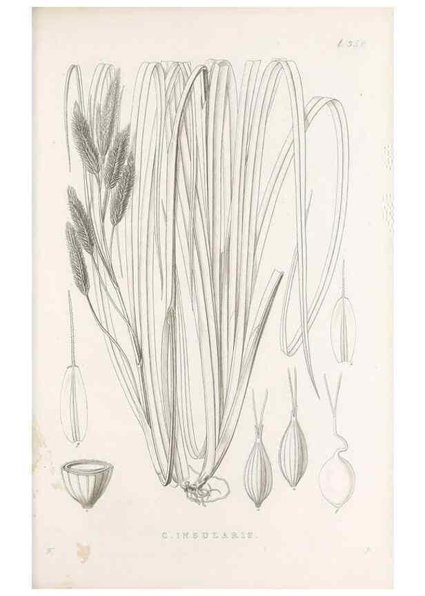 Reproducción/Reproduction 48683326357: Illustrations of the genus Carex. London :William Pamplin,1858-1867.. 