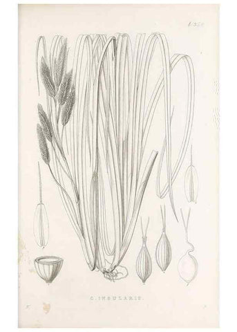 Reproducción/Reproduction 48683326357: Illustrations of the genus Carex. London :William Pamplin,1858-1867.. 