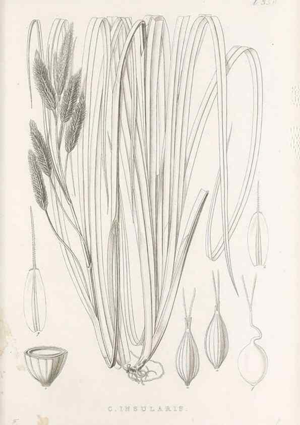 Reproducción/Reproduction 48683326357: Illustrations of the genus Carex. London :William Pamplin,1858-1867.. 