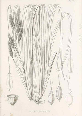 Reproducción/Reproduction 48683326357: Illustrations of the genus Carex. London :William Pamplin,1858-1867.. 
