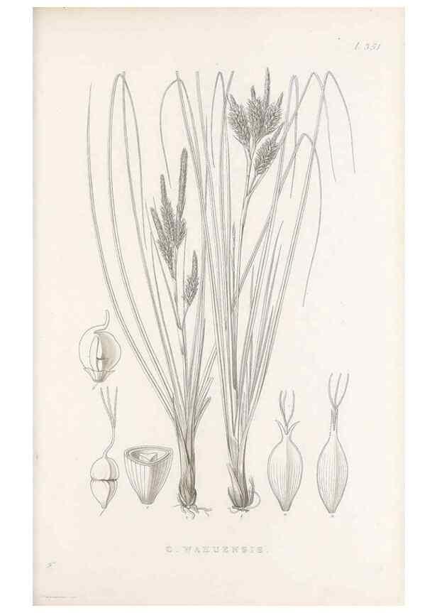 Reproducción/Reproduction 48683150041: Illustrations of the genus Carex. London :William Pamplin,1858-1867.. 