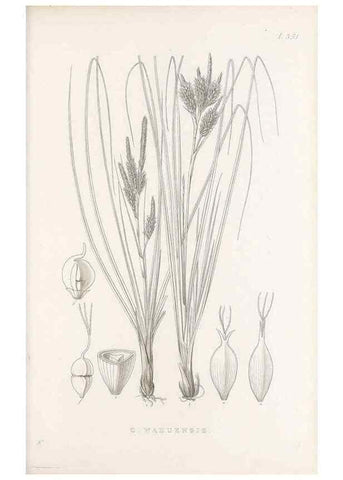 Reproducción/Reproduction 48683150041: Illustrations of the genus Carex. London :William Pamplin,1858-1867.. 