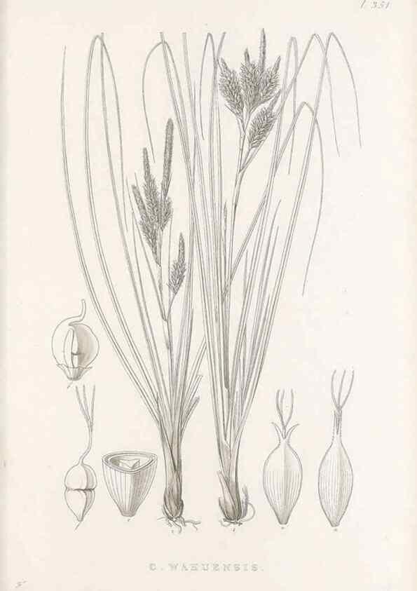 Reproducción/Reproduction 48683150041: Illustrations of the genus Carex. London :William Pamplin,1858-1867.. 