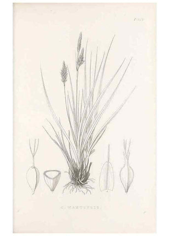 Reproducción/Reproduction 48683150381: Illustrations of the genus Carex. London :William Pamplin,1858-1867.. 
