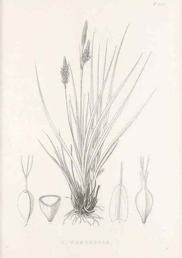 Reproducción/Reproduction 48683150381: Illustrations of the genus Carex. London :William Pamplin,1858-1867.. 