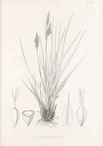 Reproducción/Reproduction 48683150381: Illustrations of the genus Carex. London :William Pamplin,1858-1867.. 