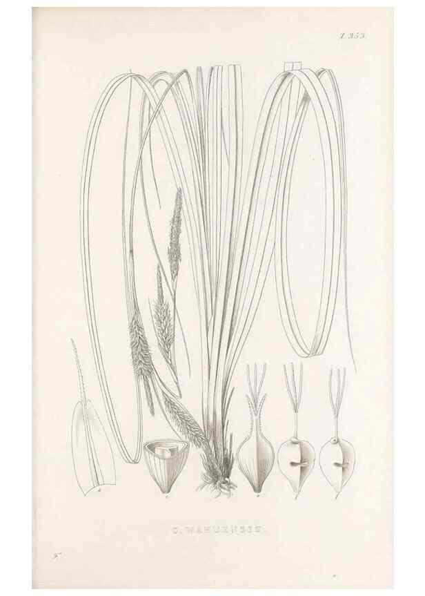 Reproducción/Reproduction 48683150661: Illustrations of the genus Carex. London :William Pamplin,1858-1867.. 