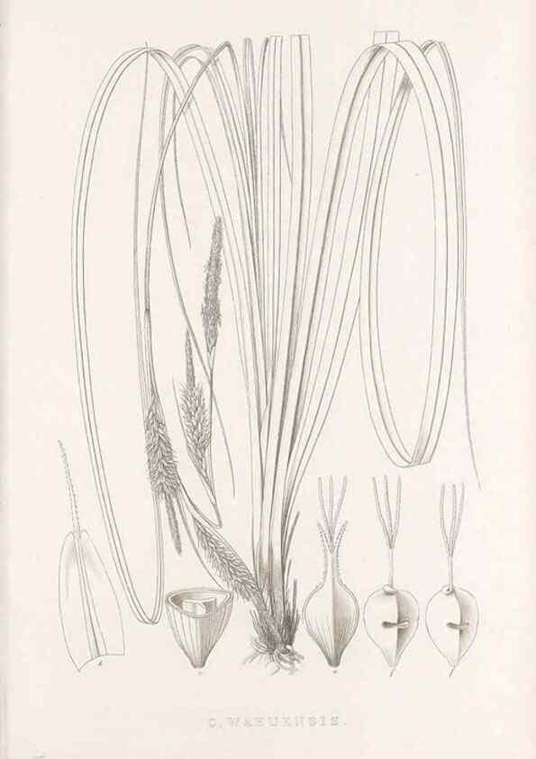 Reproducción/Reproduction 48683150661: Illustrations of the genus Carex. London :William Pamplin,1858-1867.. 