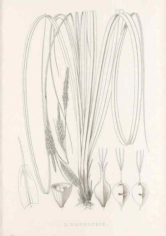 Reproducción/Reproduction 48683150661: Illustrations of the genus Carex. London :William Pamplin,1858-1867.. 