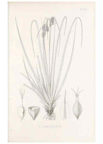 Reproducción/Reproduction 48683327357: Illustrations of the genus Carex. London :William Pamplin,1858-1867.. 
